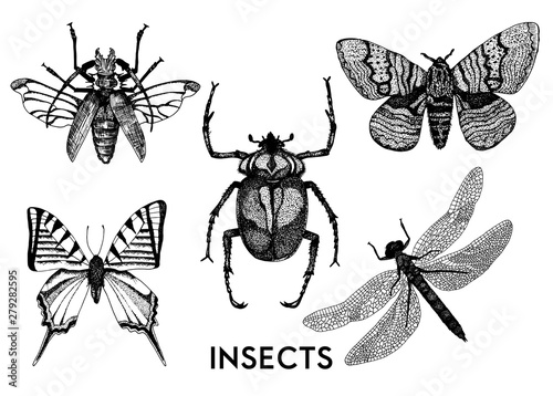 Set of insects in vintage hand drawn style