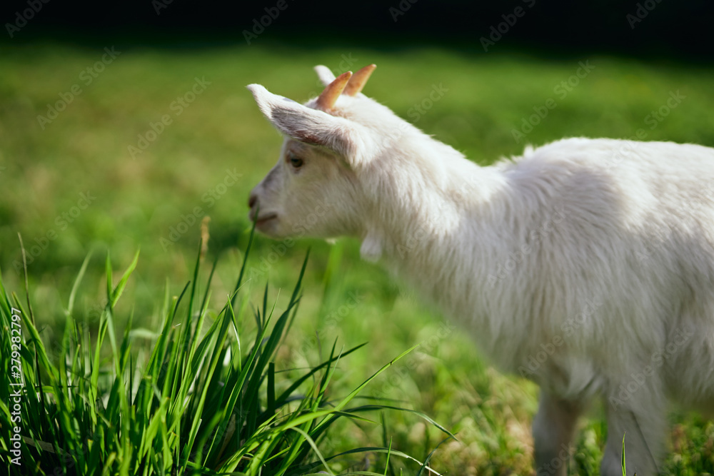 white goat on the meadow