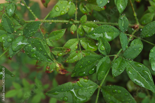 Wallpaper Mural 雨、露、梅雨、花、緑、ユーカリ Torontodigital.ca
