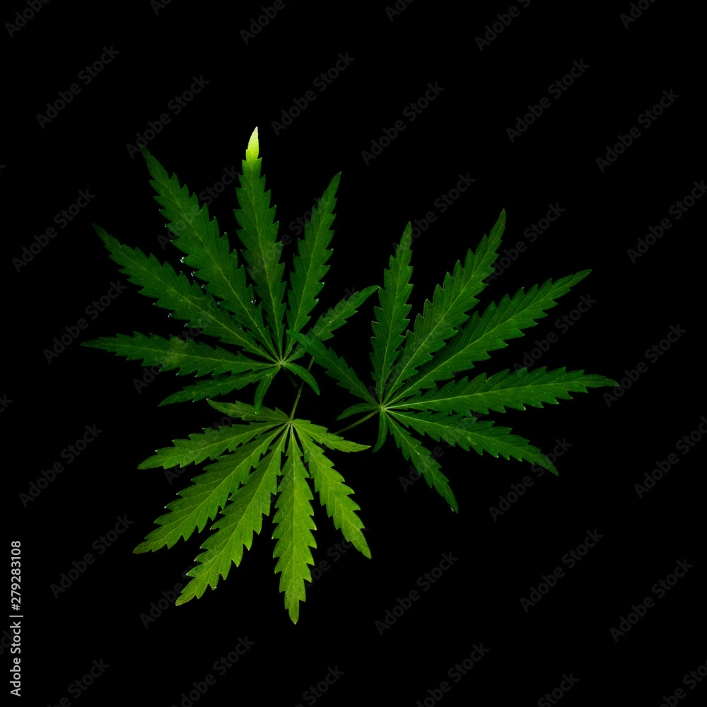 Open sheet of cannabis on a black background.Openwork sheet of hemp.Medicinal herb of the southern region.Light draws the texture of the sheet.Openwork, large, spicy leaf.Shadow and light. Open sheet of cannabis on a black background.Openwork sheet of hemp.Medicinal herb of the southern region.Light draws the texture of the sheet.Openwork, large, spicy leaf.Shadow and light.
