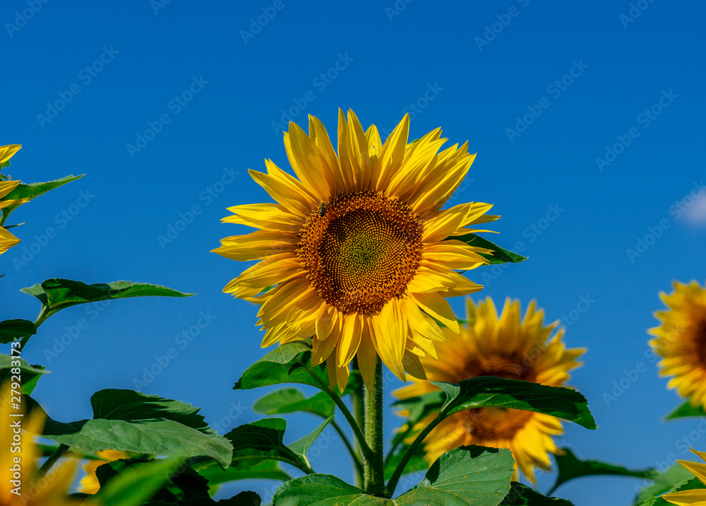 Blooming sunflower flower on the background of bright blue sky Blooming sunflower flower on the background of bright blue sky