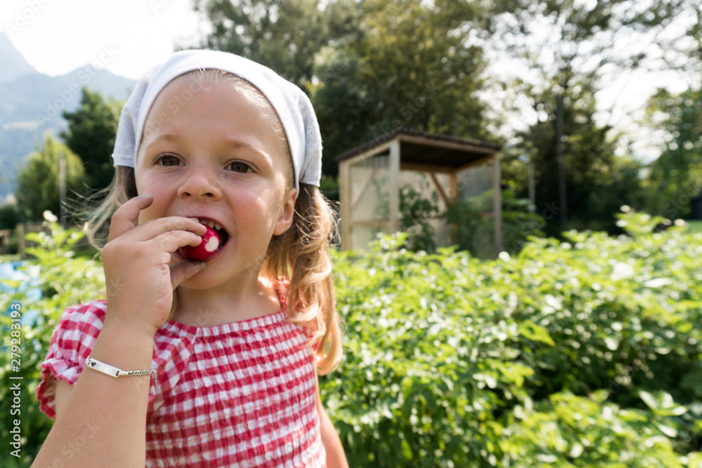 cute young girl eating a radish she just harvested in her vegetable patch