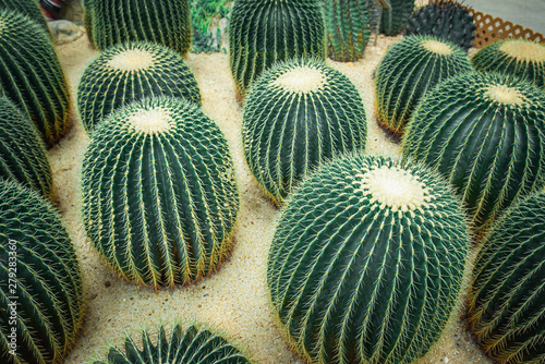 Mexico Golden Barrel close up images