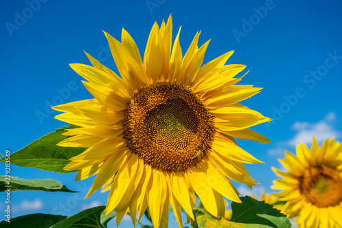 Blooming sunflower flower on the background of bright blue sky