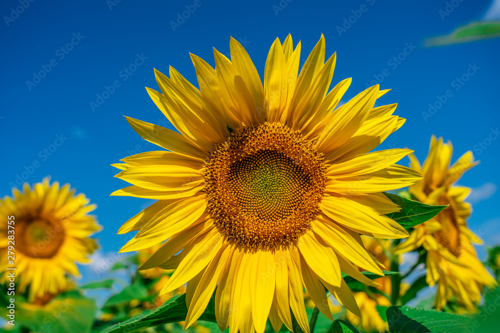 Blooming sunflower flower on the background of bright blue sky