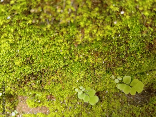 leaves in water