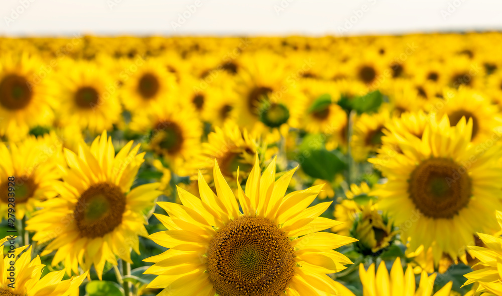 sunlit bright field of sunflower in backlighting sunlit bright field of sunflower in backlighting