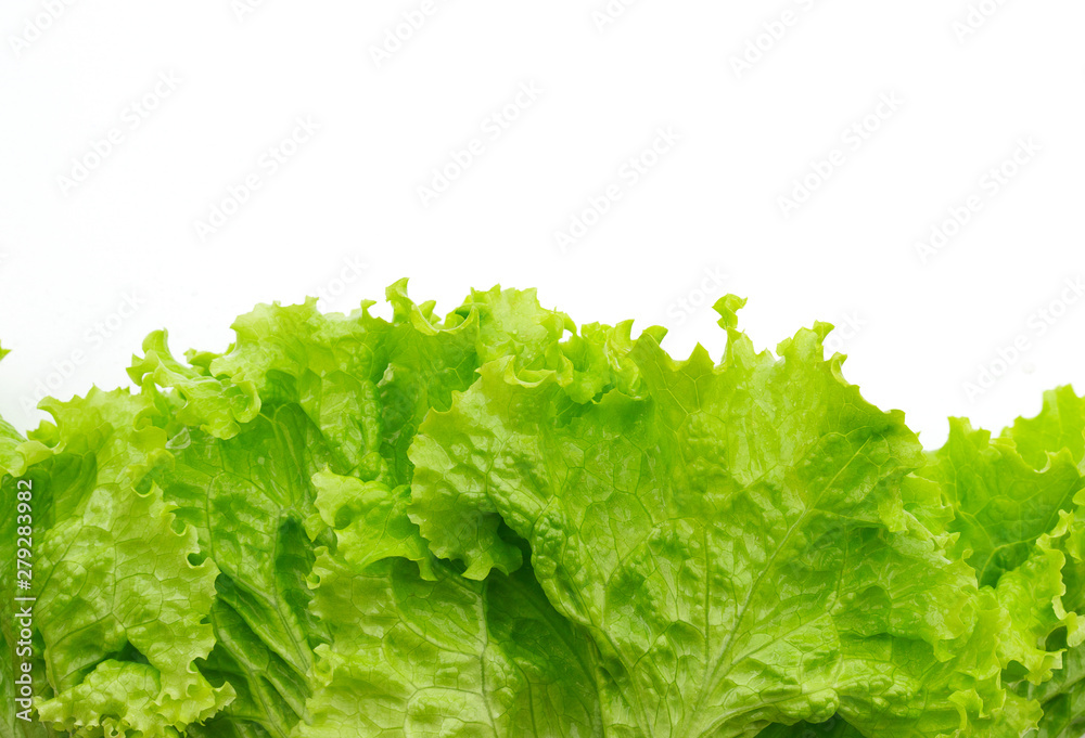 Green leaf lettuce on a white background close-up Green leaf lettuce on a white background close-up