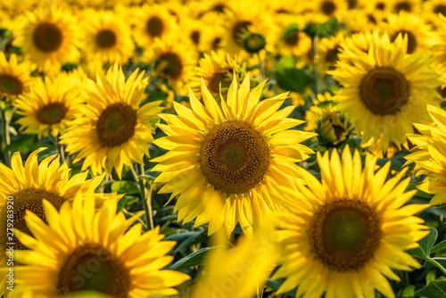 sunlit bright field of sunflower in backlighting