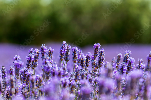 Fototapeta Naklejka Na Ścianę i Meble -  Natural floral background with close-up of Lavender flower field, vivid purple aromatic wildflowers in nature