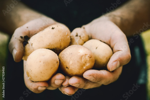 Farmers hands with freshly harvested vegetables. Fresh bio potatoes