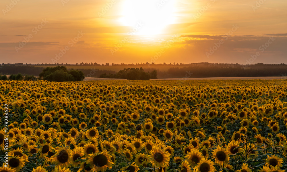 Obraz premium sunflower field illuminated by the rays of the setting sun against the sunset