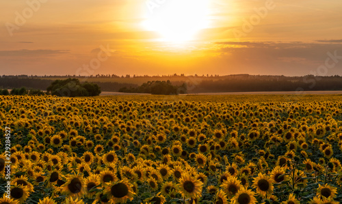 sunflower field illuminated by the rays of the setting sun against the sunset