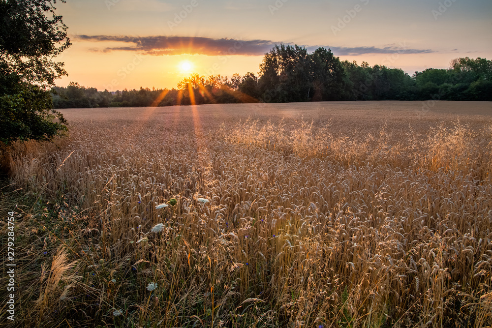 Obraz premium wschód słońca nad polami zboża