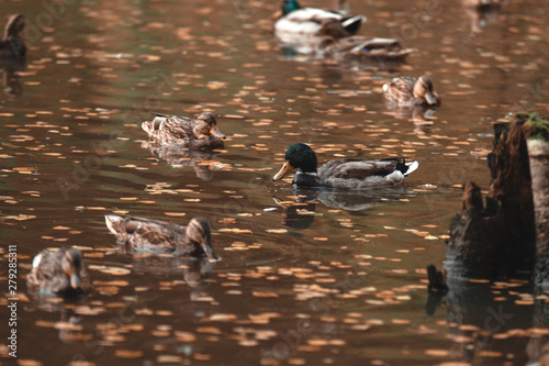 In the autumn Park the Drake swims in the lake, surrounded by ducks. The concept of polygamy