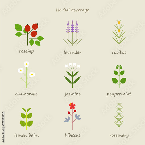 Types of herbal tea. flat design style minimal vector illustration.
