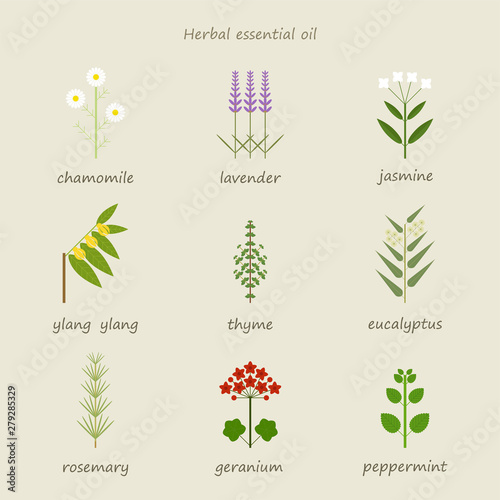 Herb types that make therapeutic oil. flat design style minimal vector illustration.