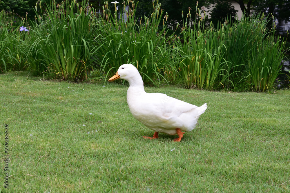 Obraz premium 散歩中のあひる