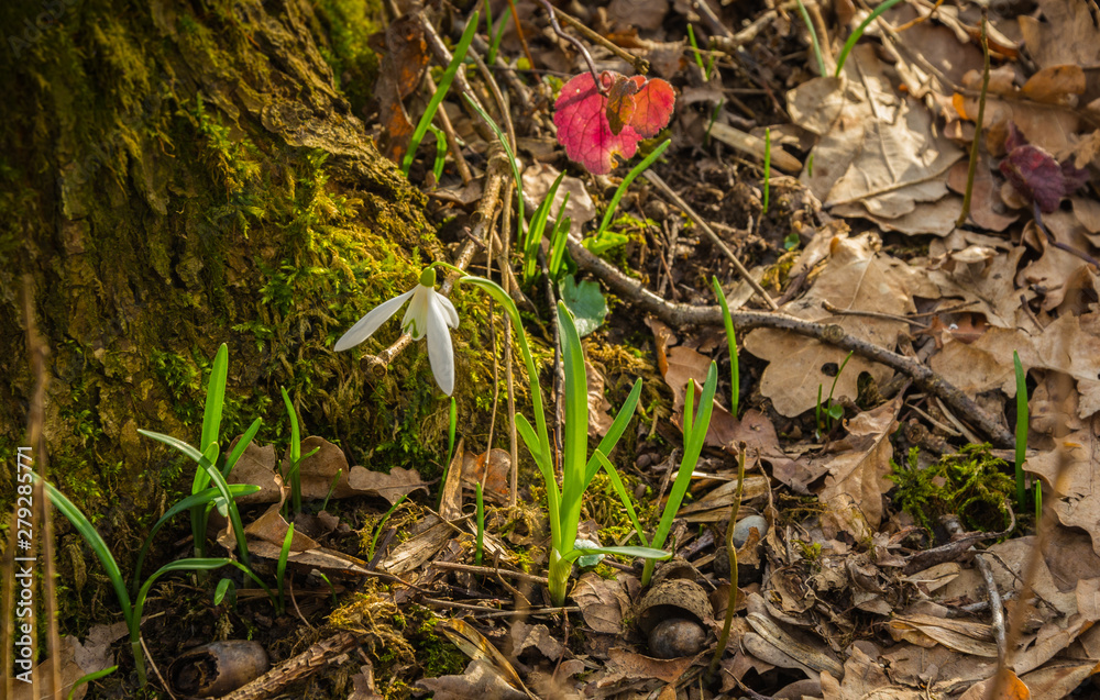 Spring snowdrops flower in the floodplain forest