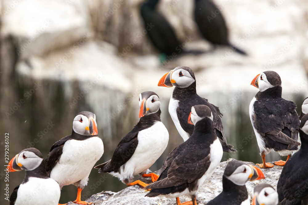 Fototapeta premium A group of Atlantic Puffins on a cliff in Northumberland
