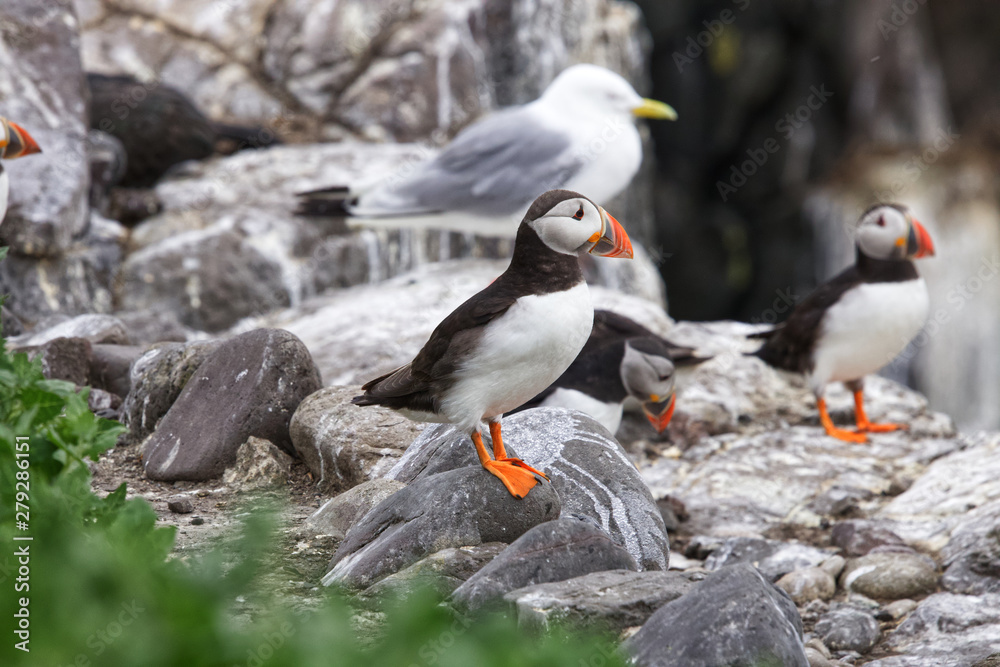 Obraz premium Close up of an isolated Atlantic puffin on rock