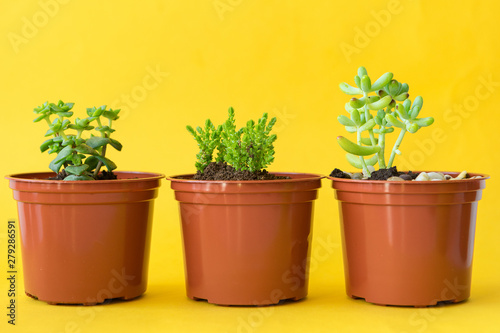 Succulent house plant small sprouts on a yellow background