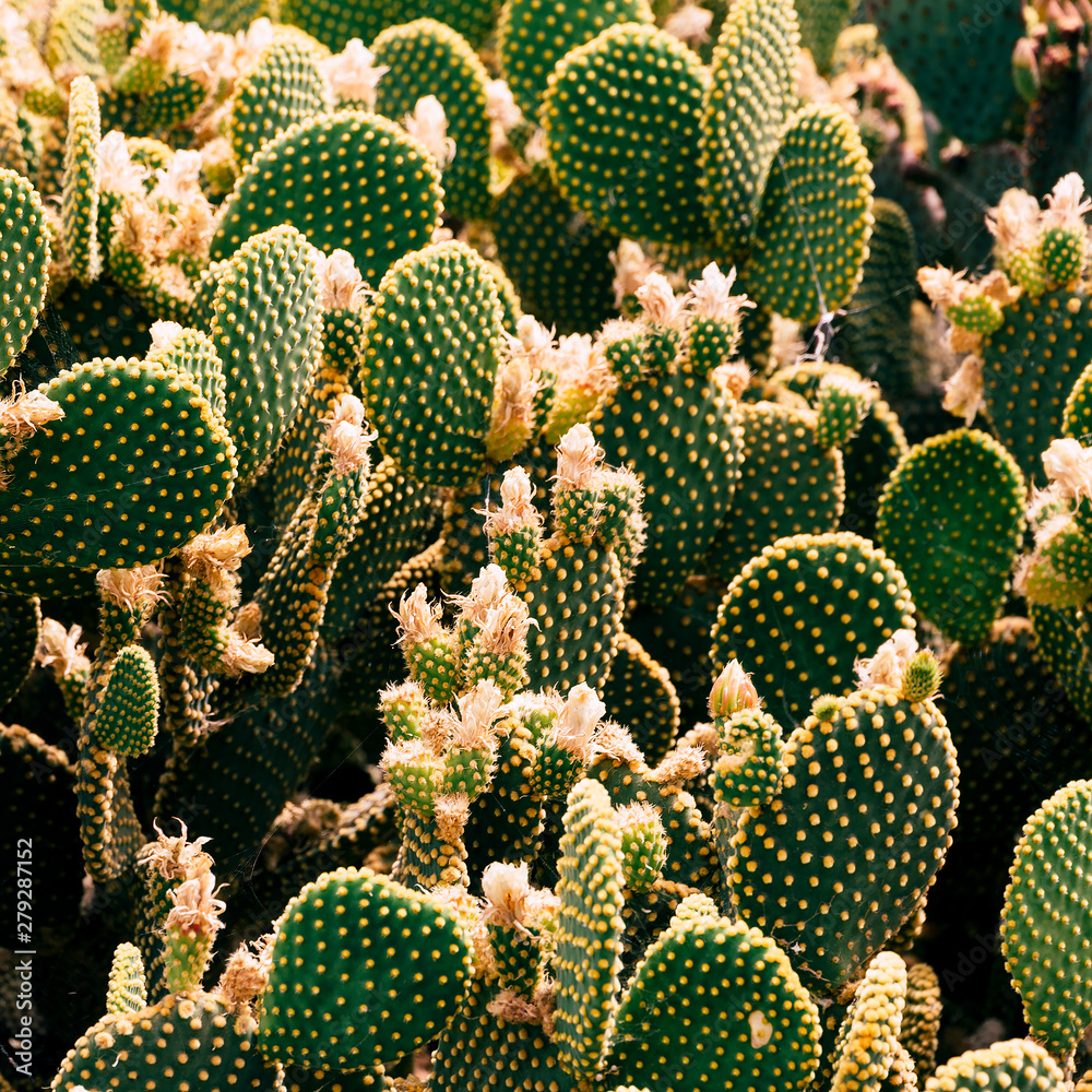 Cactus. Cactus lover. Plant creative concept
