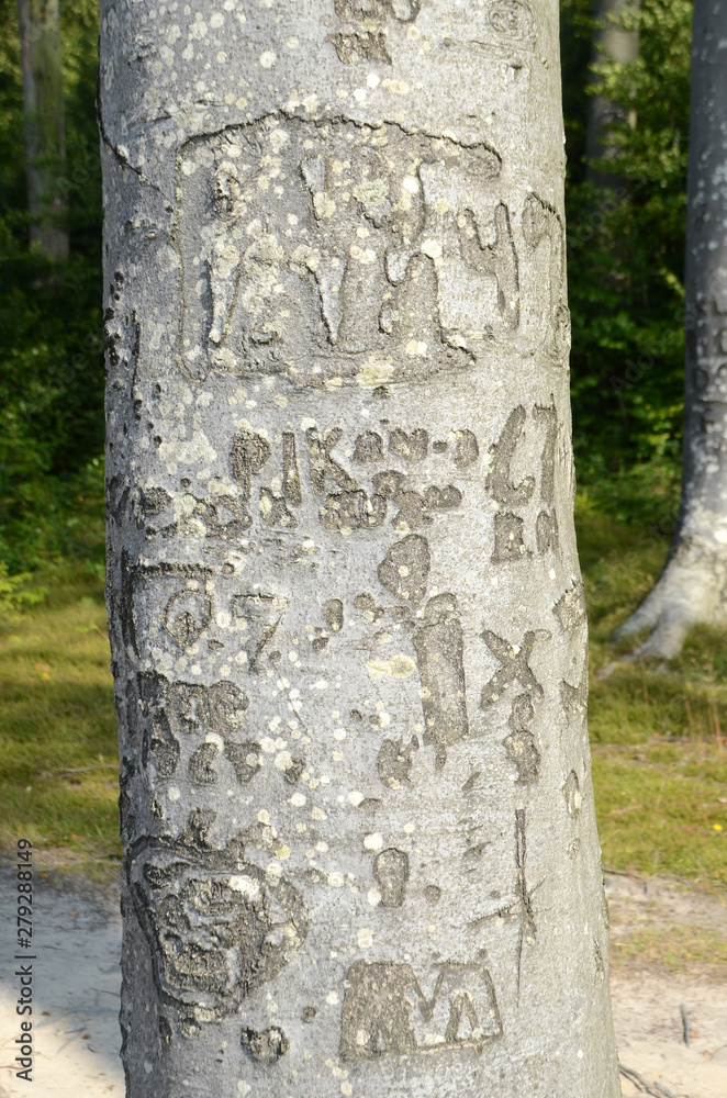 A mix of many barely readable periderm cuttings on a tree in the forest. A mix of many barely readable periderm cuttings on a tree in the forest.