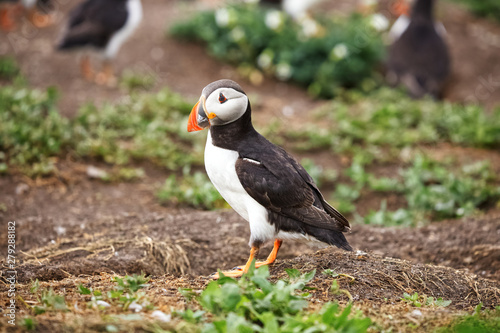 Side profile of a puffin standing next to its burrow © Jenny