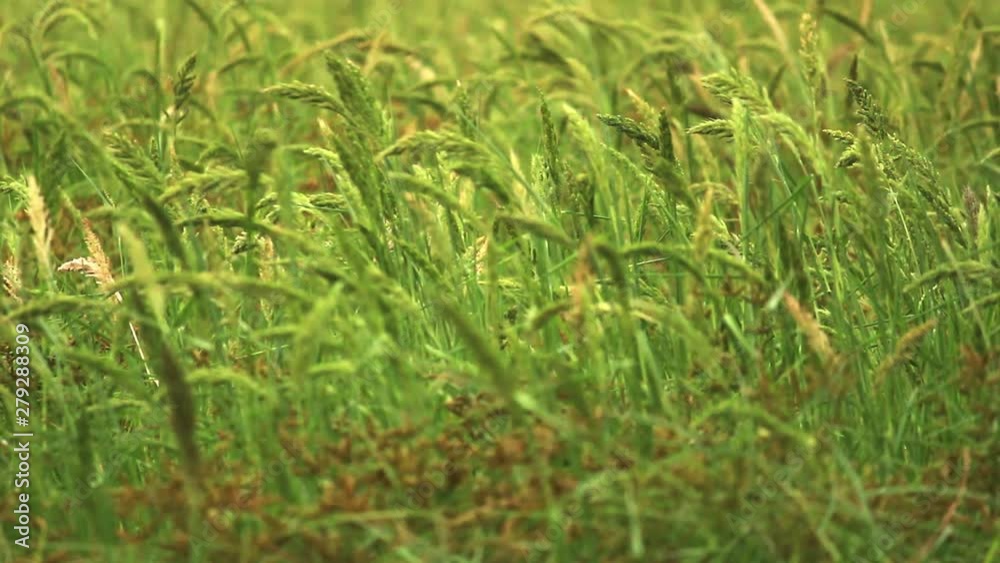 Rice fields in the countryside with wind blowing in evening. Rice fields in the countryside with wind blowing in evening.