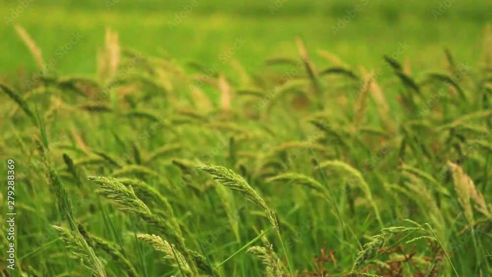 Rice fields in the countryside with wind blowing in evening. Rice fields in the countryside with wind blowing in evening.