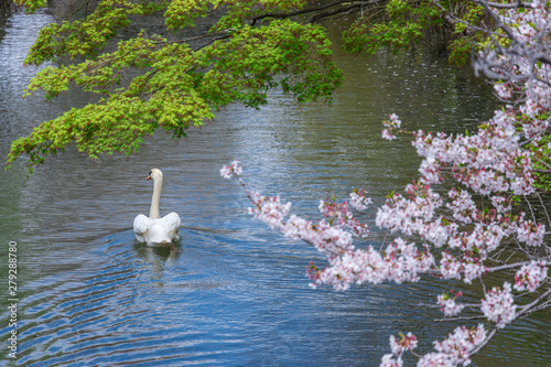 Swan swimming at Kurashiki Bikan Historical Area photo