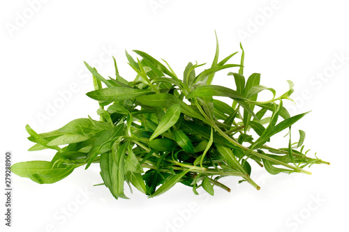 Fototapeta Naklejka Na Ścianę i Meble -  Fresh tarragon herbs, Tarragon herbs close up isolated on white background