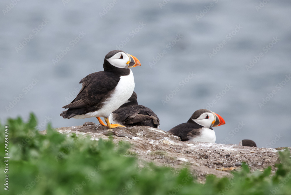 Close up of a puffin on rock, Fratercula Close up of a puffin on rock, Fratercula