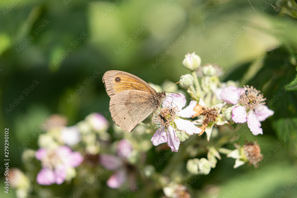 Small Heath Butterfly on blossom 3 Small Heath Butterfly on blossom 3
