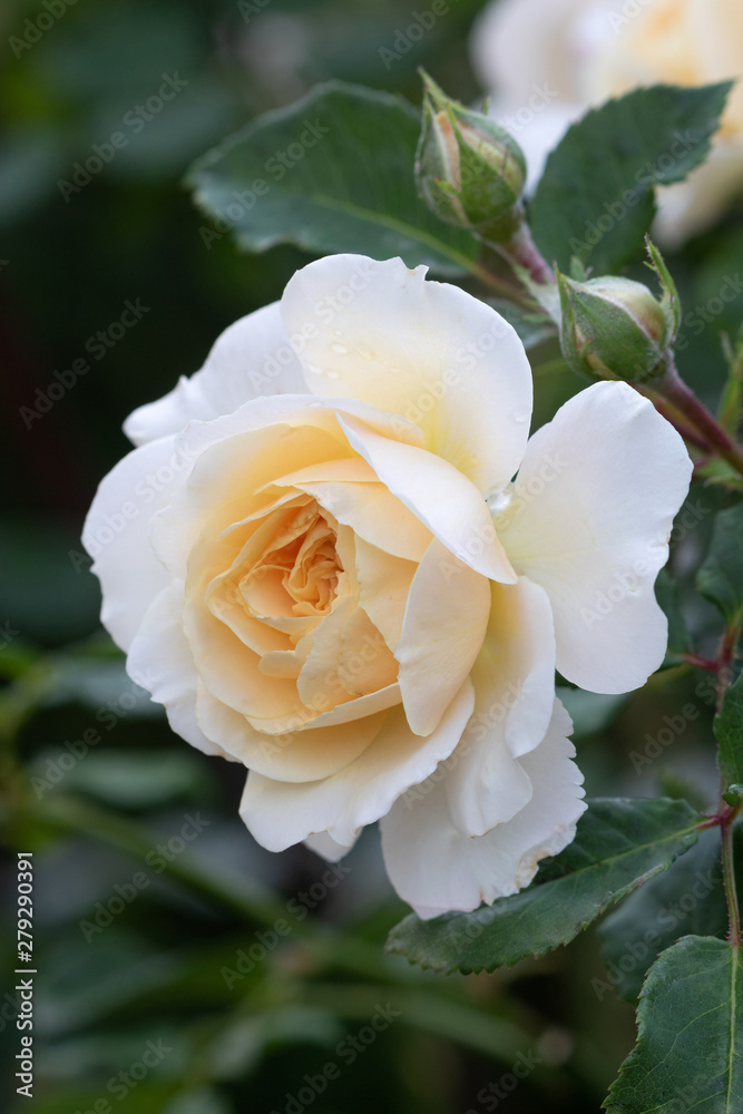 englische Rose Emanuel in Creme-Weiß Makro Stock Photo | Adobe Stock