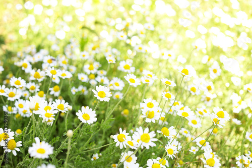 Many beautiful chamomiles in field