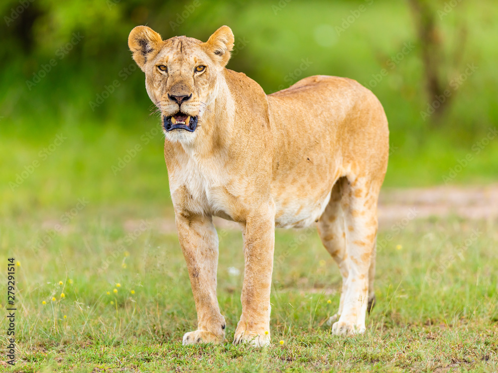Naklejka premium Löwin 2