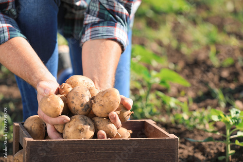 Fotografija Senior male farmer with gathered potatoes in field, closeup