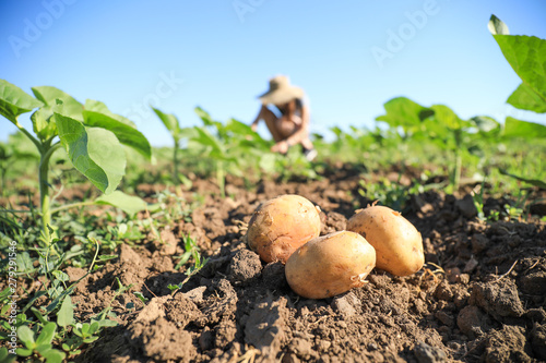 Photographie Fresh potatoes in field on sunny day