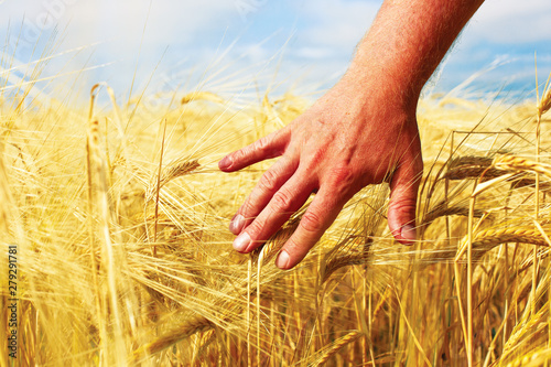 Wheat field and male hand holding cone in summer day.