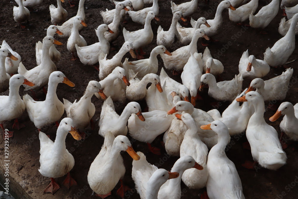 Obraz premium group of white duck eating in farm , Thailand