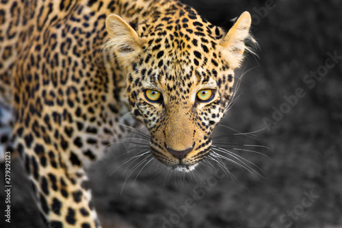 Leopardenportrait 2 © Dr. Gerd-Uwe Neukamp