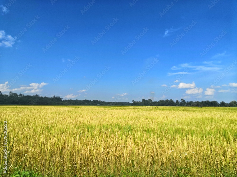 Beautiful golden rice fields