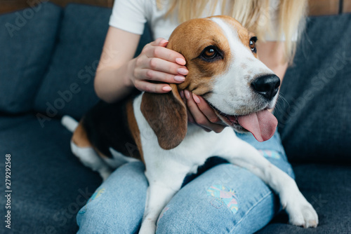 cropped view of young woman sitting on couch and stroking beagle dog at home