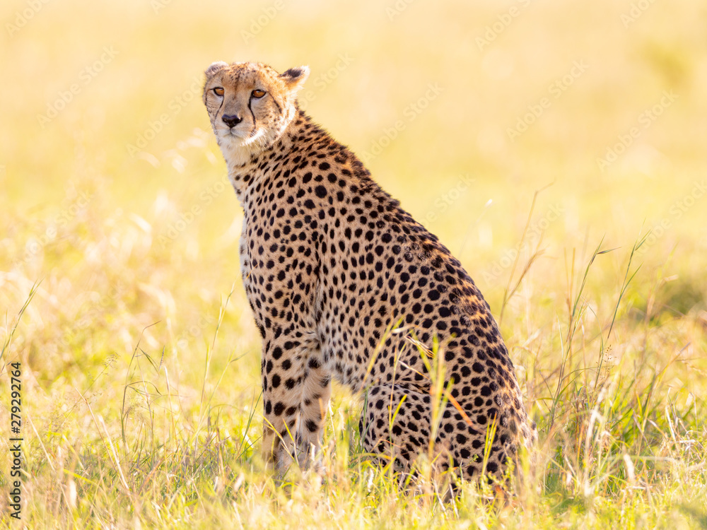 Naklejka premium Sitzender Gepard im Gegenlicht 2
