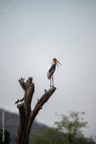 A nature painting with beautiful wall scenery which is pleasing to eyes created by painted storks or Mycteria leucocephala in late evening hours at ranthambore national park, india 