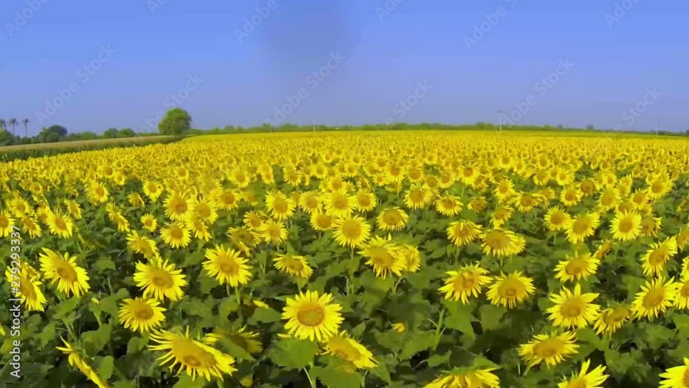 High-speed aerial of a field of beautiful yellow sunflowers in full bloom High-speed aerial of a field of beautiful yellow sunflowers in full bloom