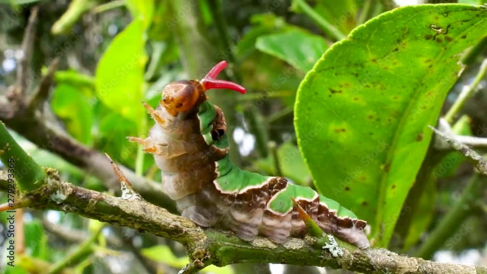 Macro green swallowtail caterpillar with osmeterium defense mechanism Macro green swallowtail caterpillar with osmeterium defense mechanism