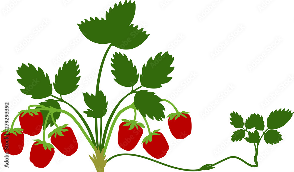 Strawberry plant with green leaves and ripe red berries isolated on white background